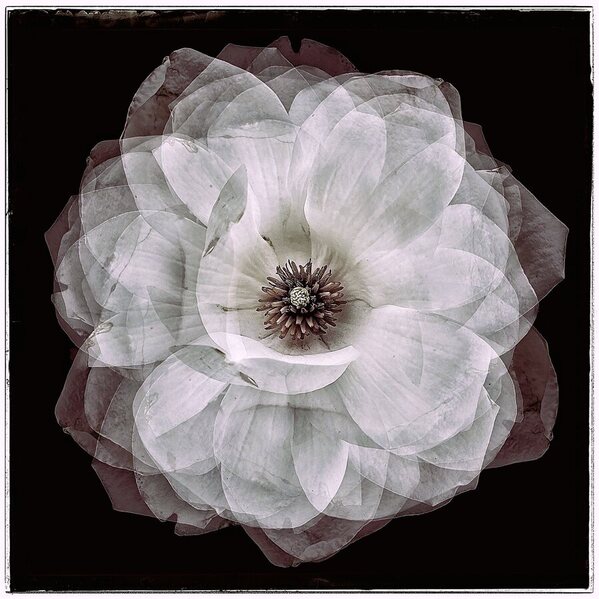 Photograph Iuliia Akhulkova Memory Of A Blossom on One Eyeland